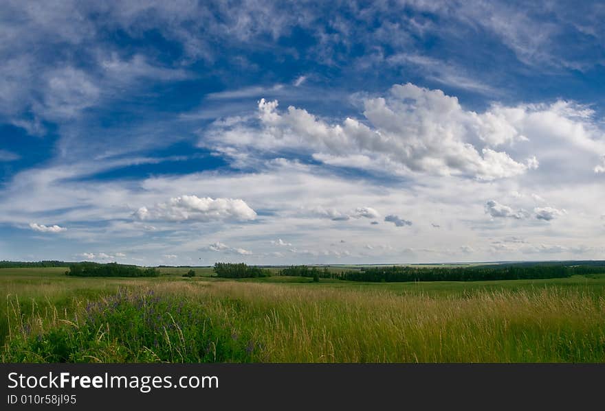 Summer meadows