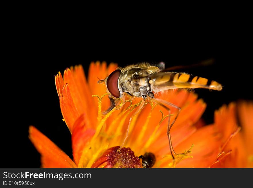 Nice orange fly on a beautiful wild flower