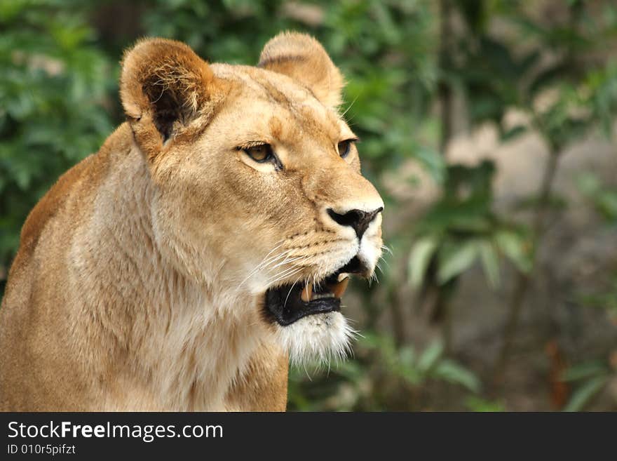 Lioness in Sabi Sands Reserve, South Africa