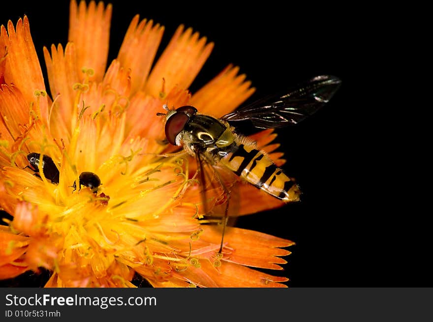 Nice orange fly on a beautiful wild flower