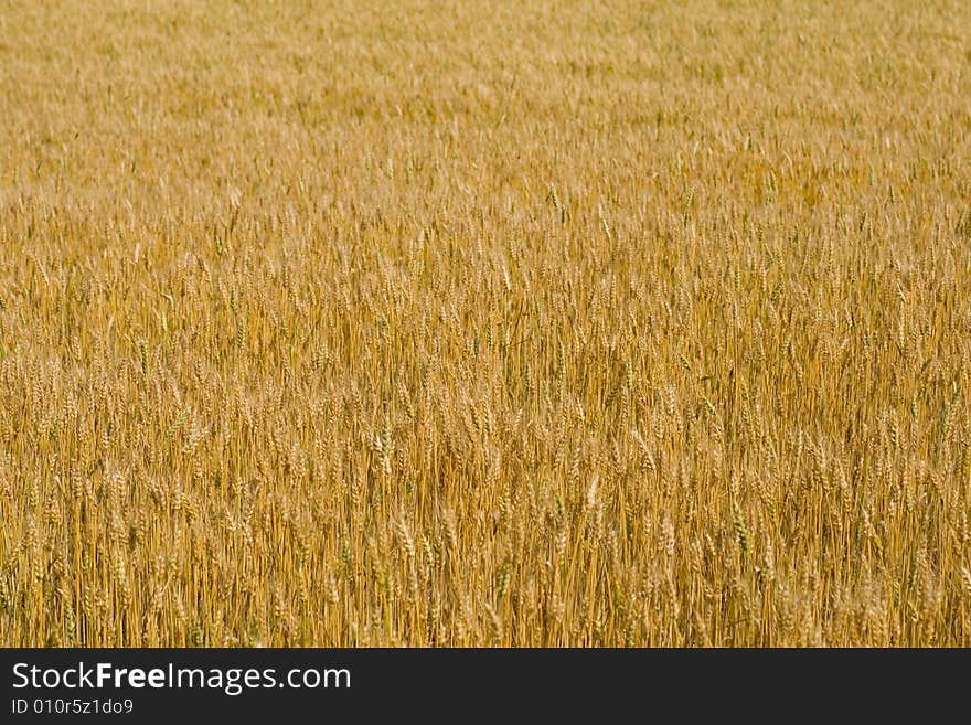 Field of wheat