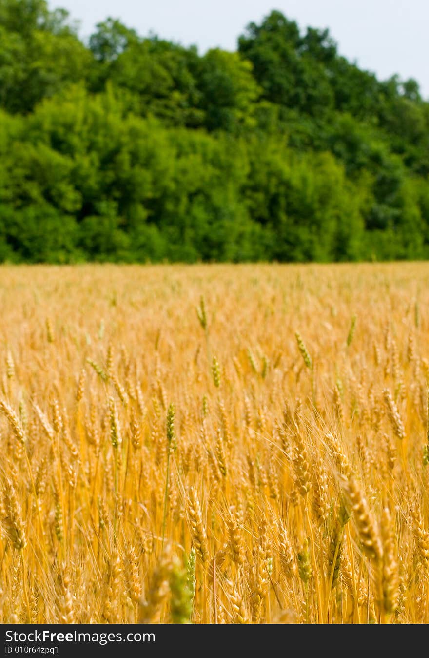 Field of wheat