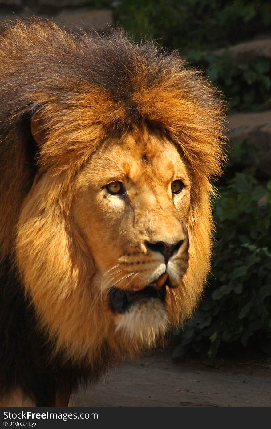 Lion in Sabi Sands