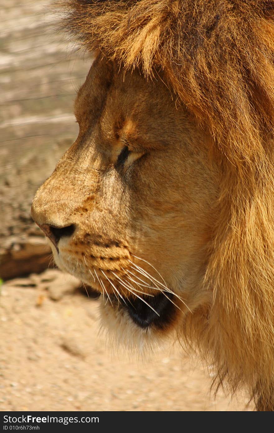 Lion in Sabi Sands