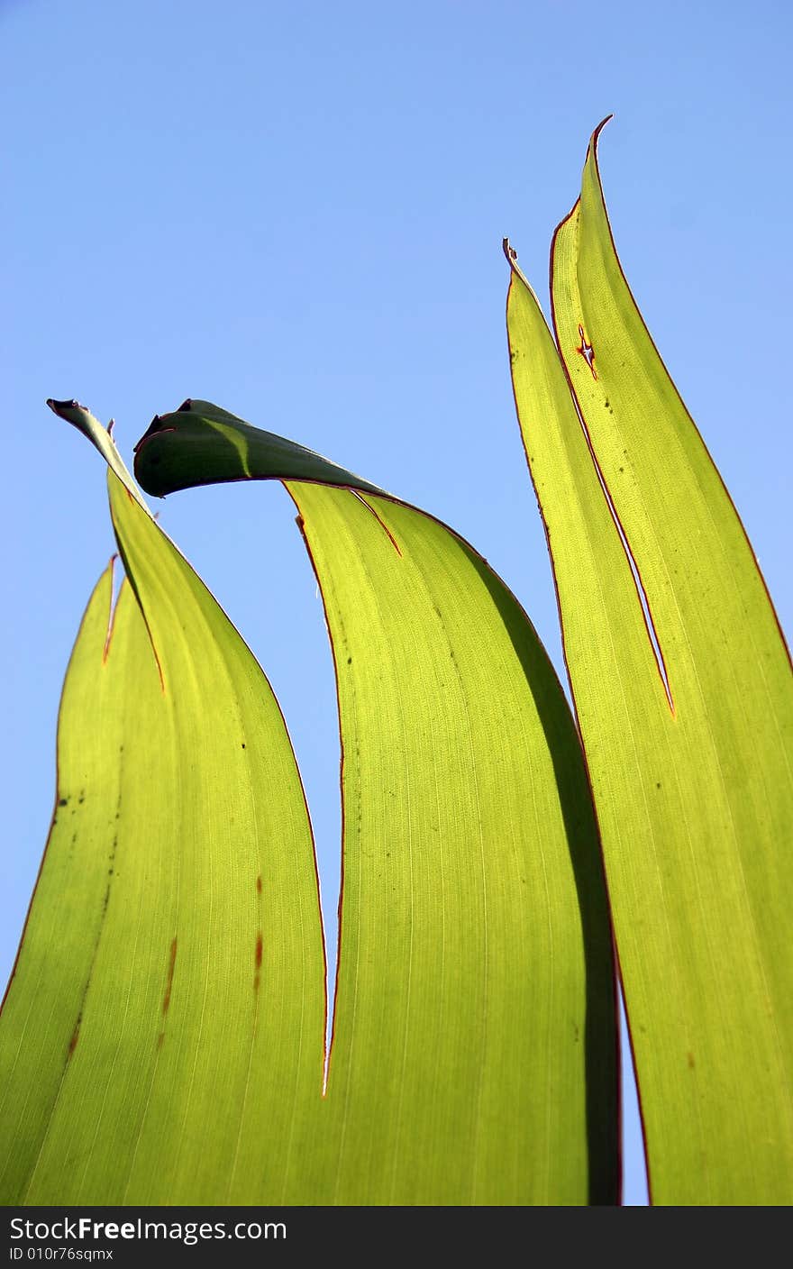 Large green leaves of palm backlit