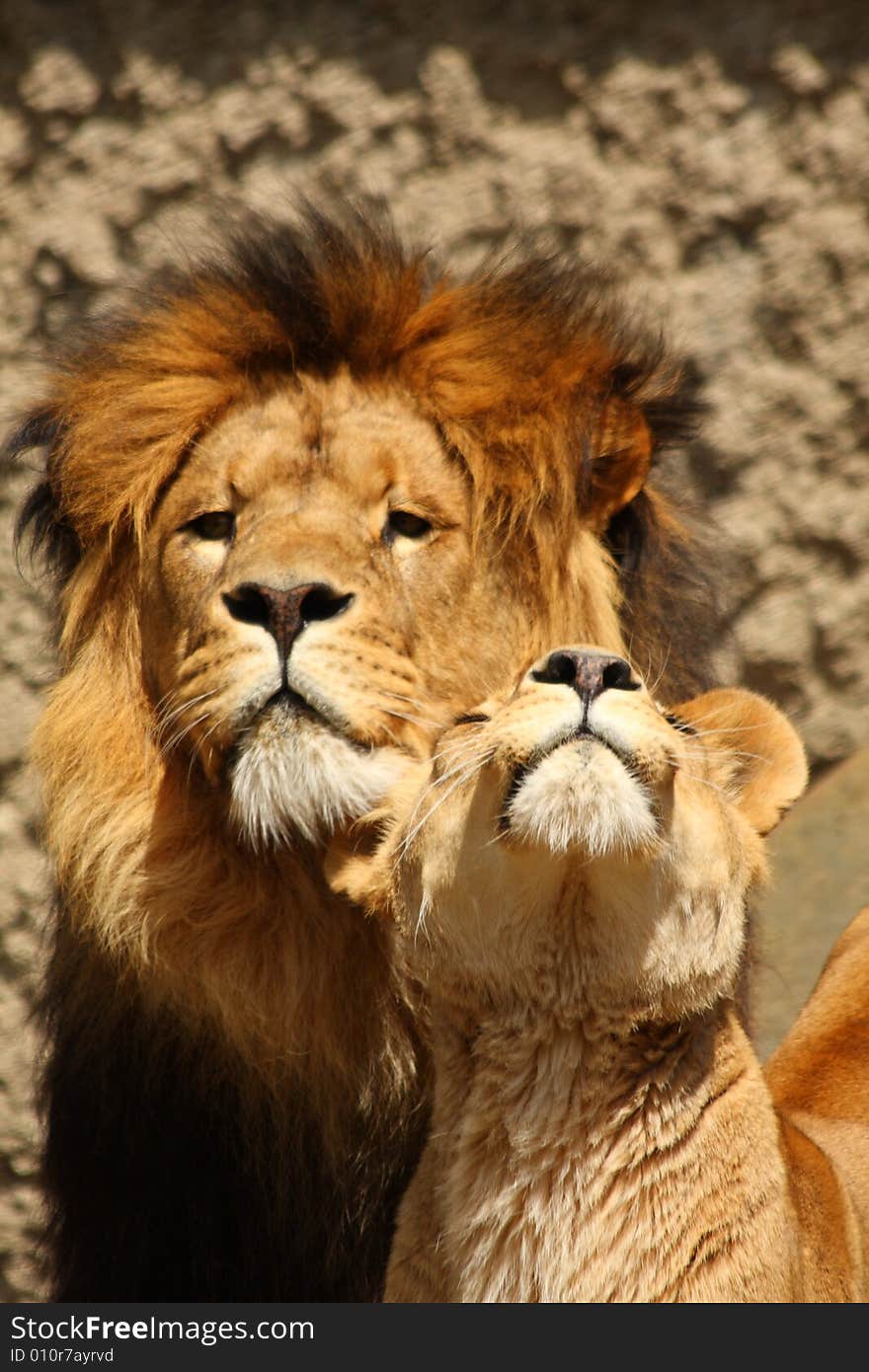 Lion And Lioness