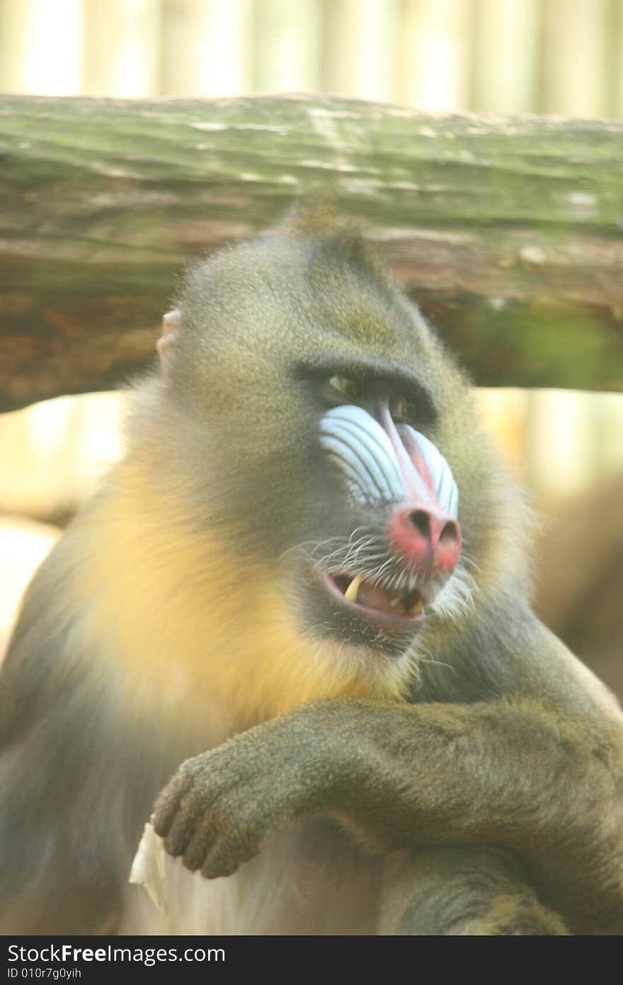 Male Mandrill Baboon