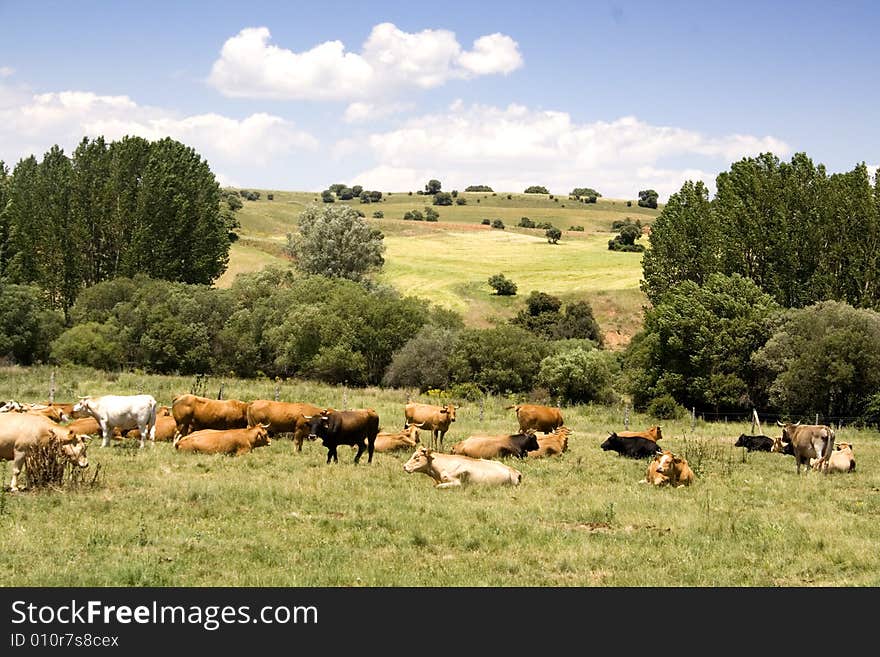 Fields and cows