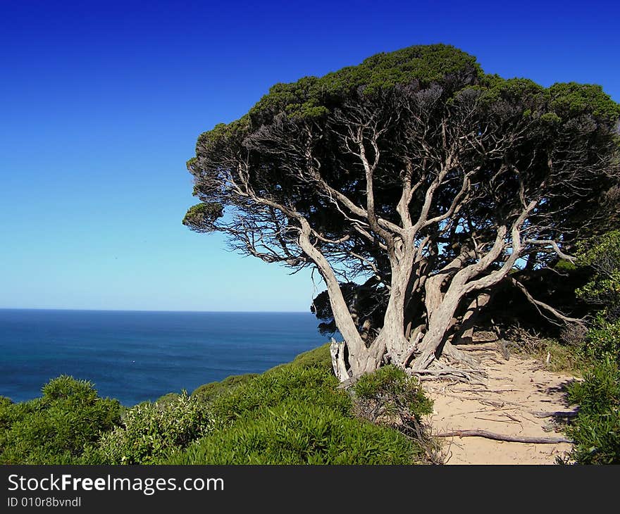 Tree at the coast of the Indian Ocean at Cape Naturaliste. Tree at the coast of the Indian Ocean at Cape Naturaliste