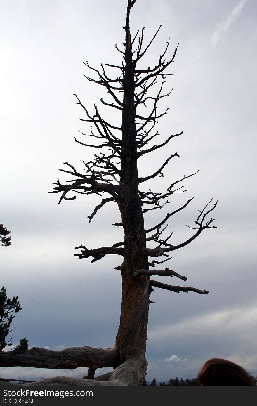 A lonely single tree that shows solitude