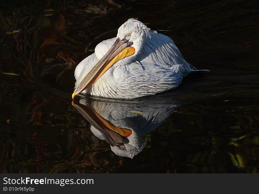 Pelican reflection