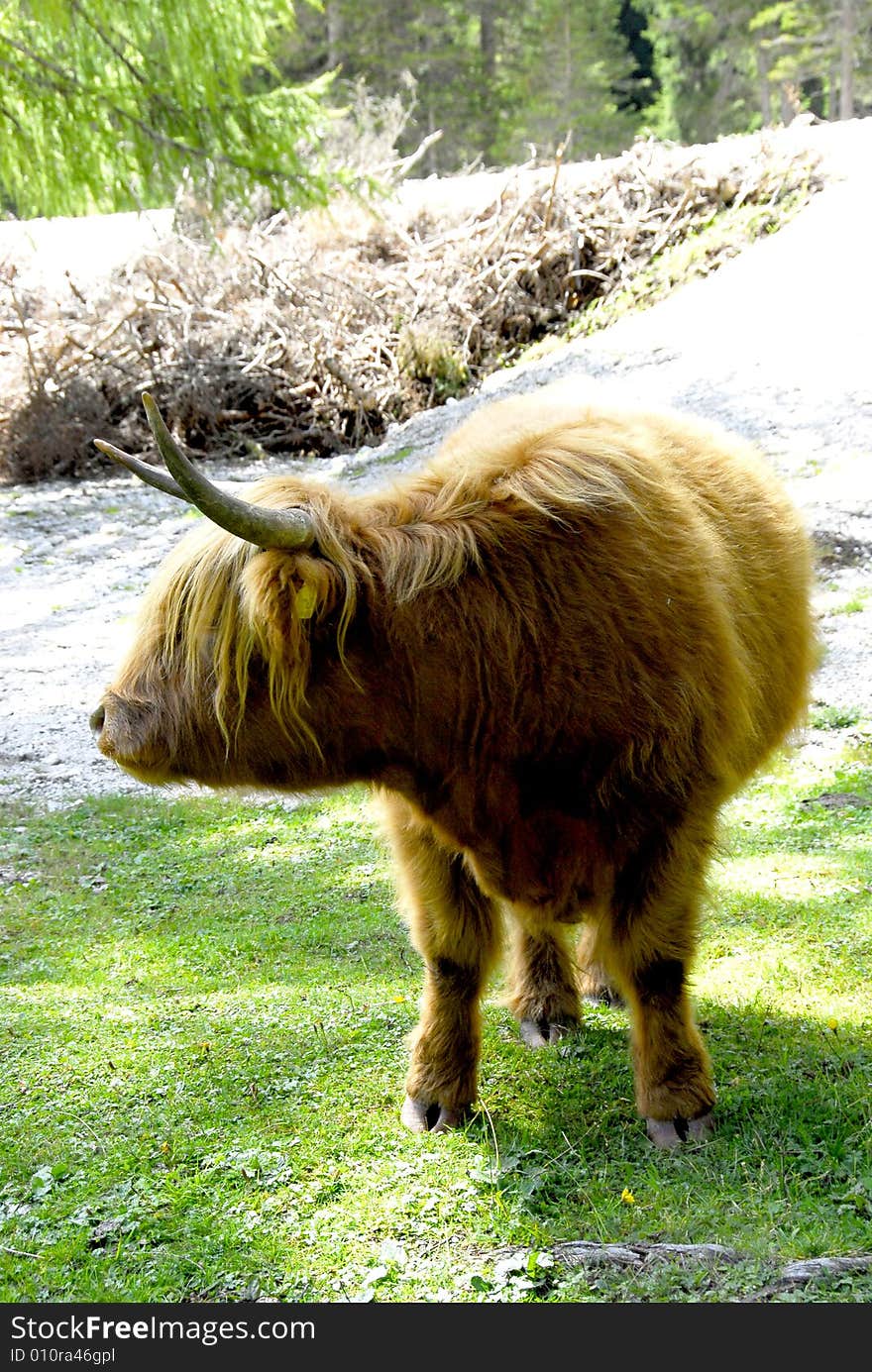 A telephoto of a typical french cow