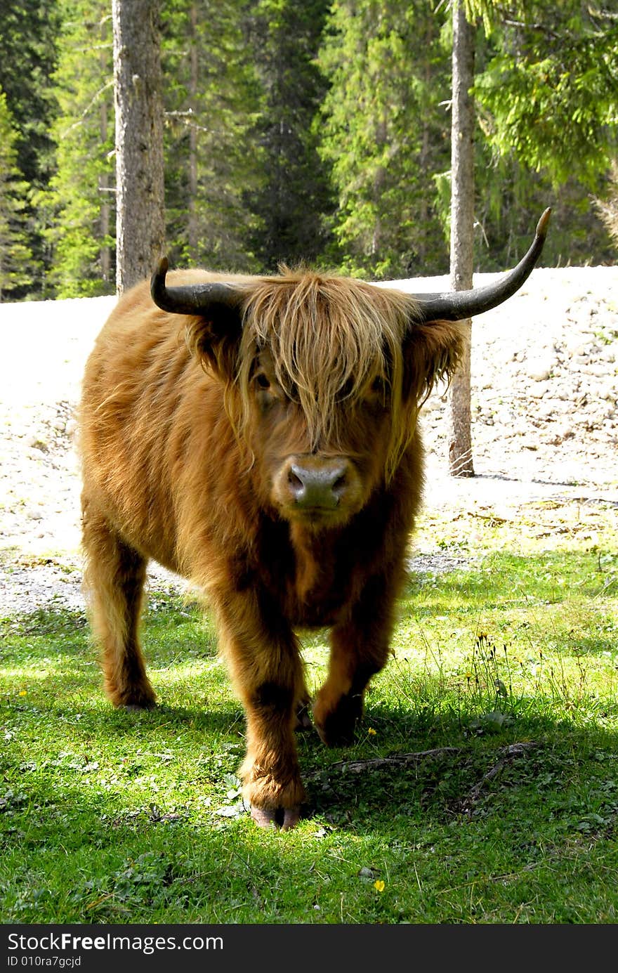 A telephoto of a typical french cow