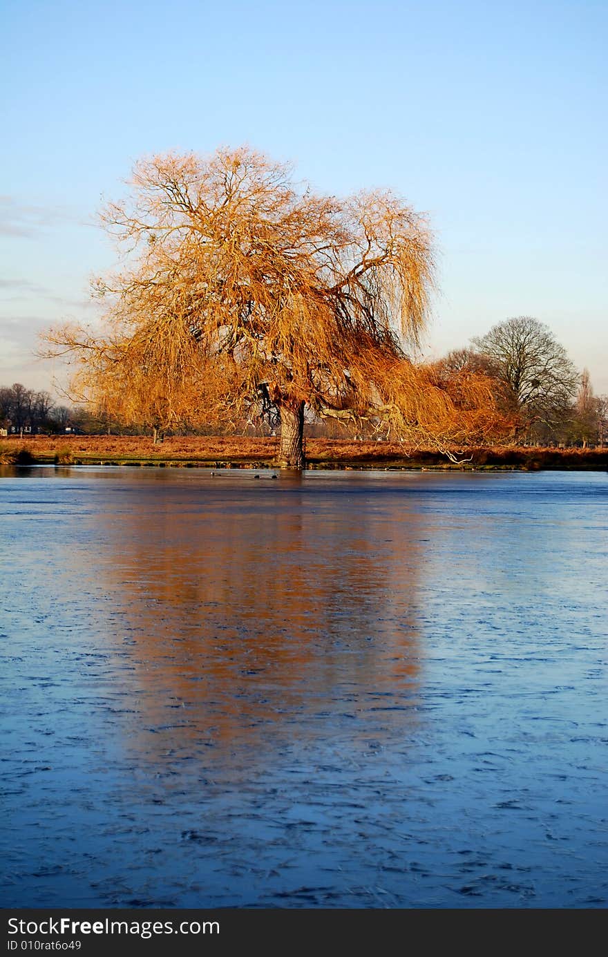 Tree Reflected In Frozen Lake