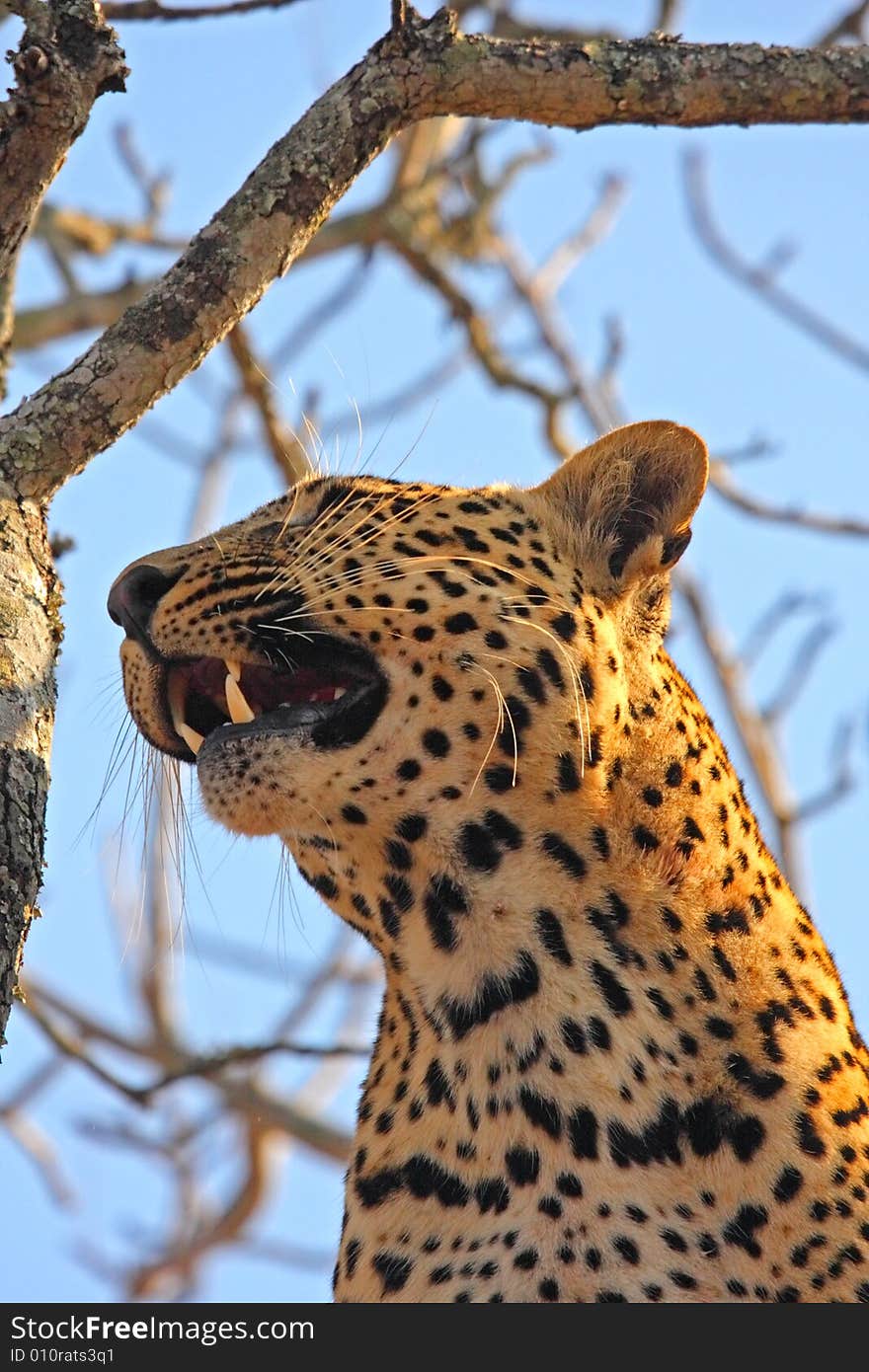 Leopard in a tree