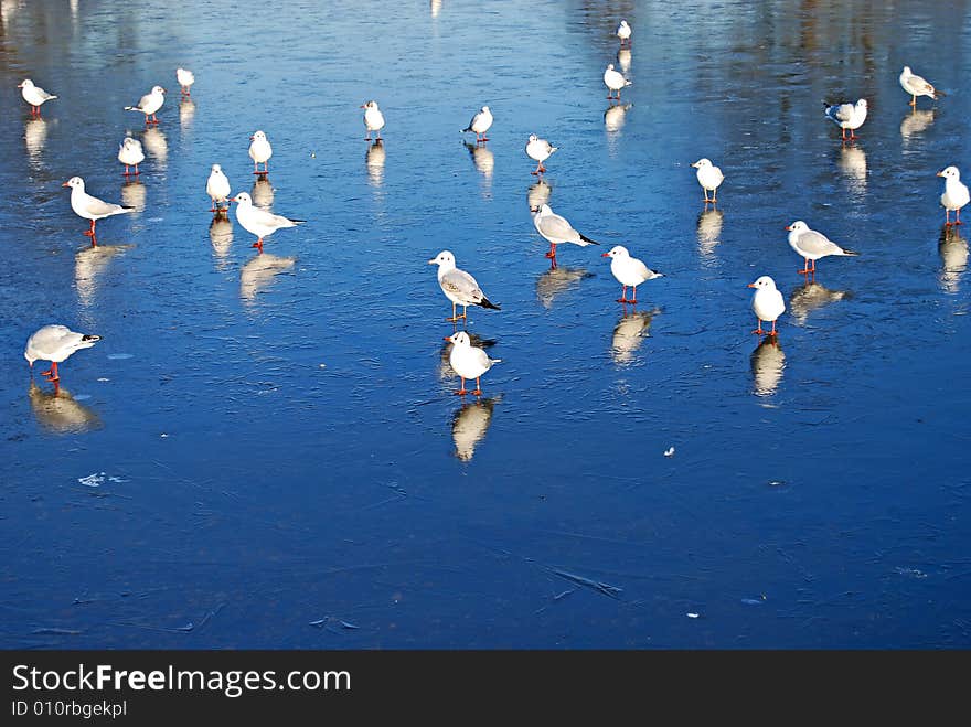 Seagulls on ice