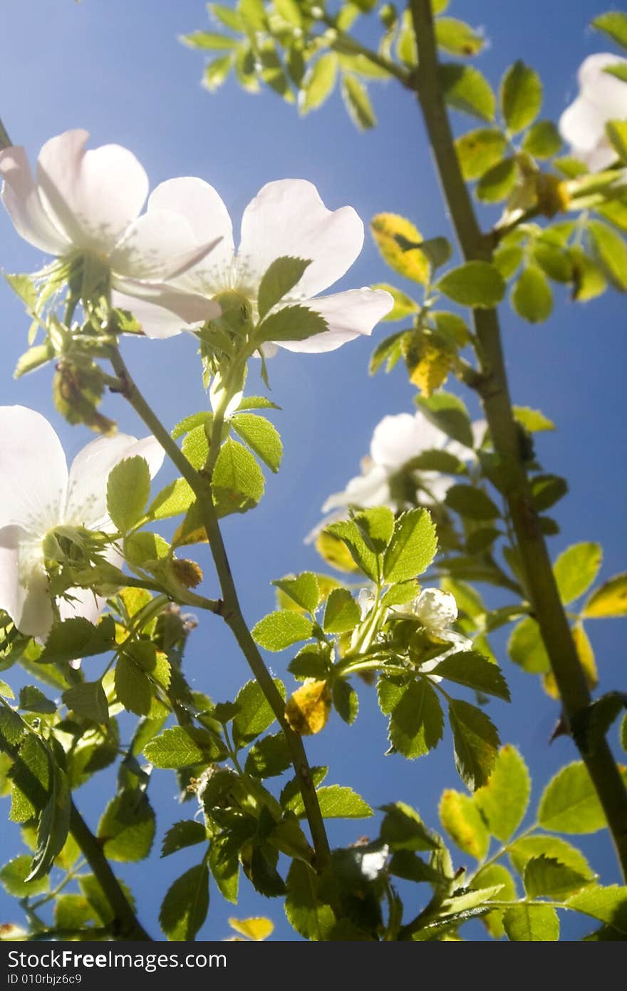 Detail of some white flowers