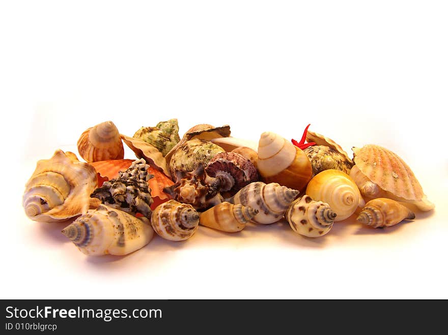 View of a collection of seashells isolated. View of a collection of seashells isolated