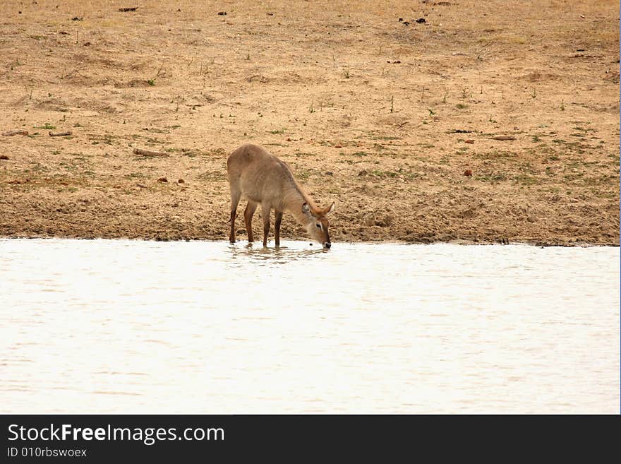 Female Waterbuck