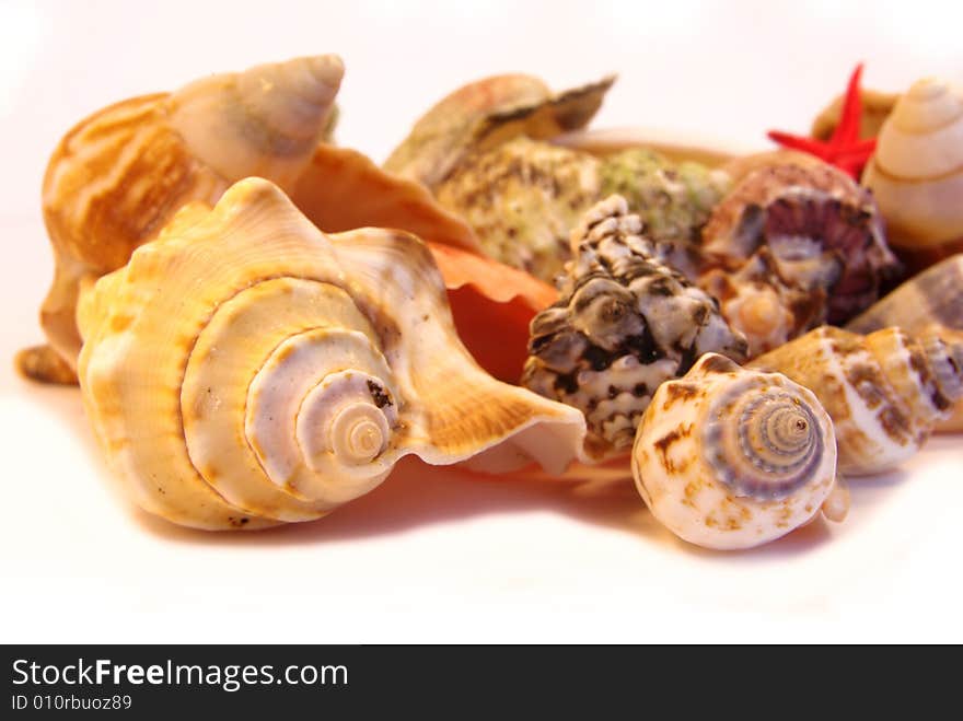 Close-up on different types of seashells on white background. Close-up on different types of seashells on white background