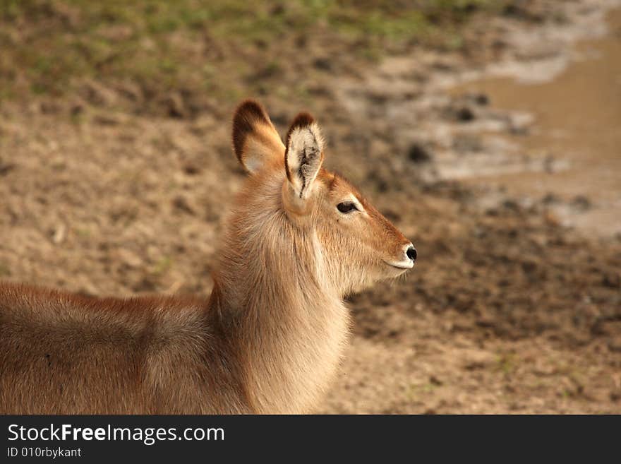 Female Waterbuck