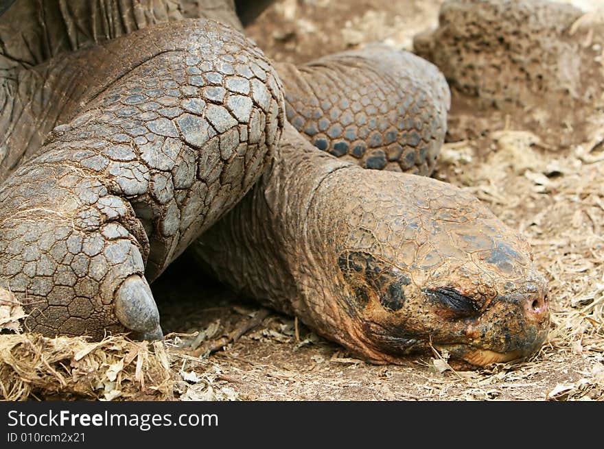 Resting Galapagos Tortoise - Head Shot; on Santa Cruz Island