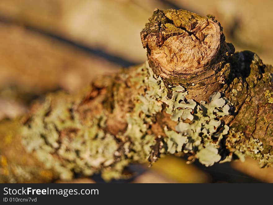 Lichen On A Log