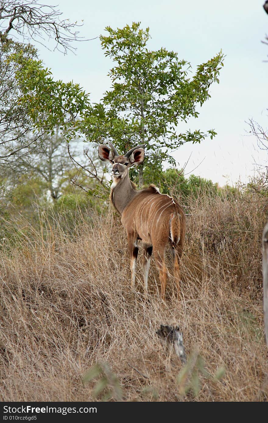 Photo of male Kudu taken in Sabi Sands Reserve in South Africa