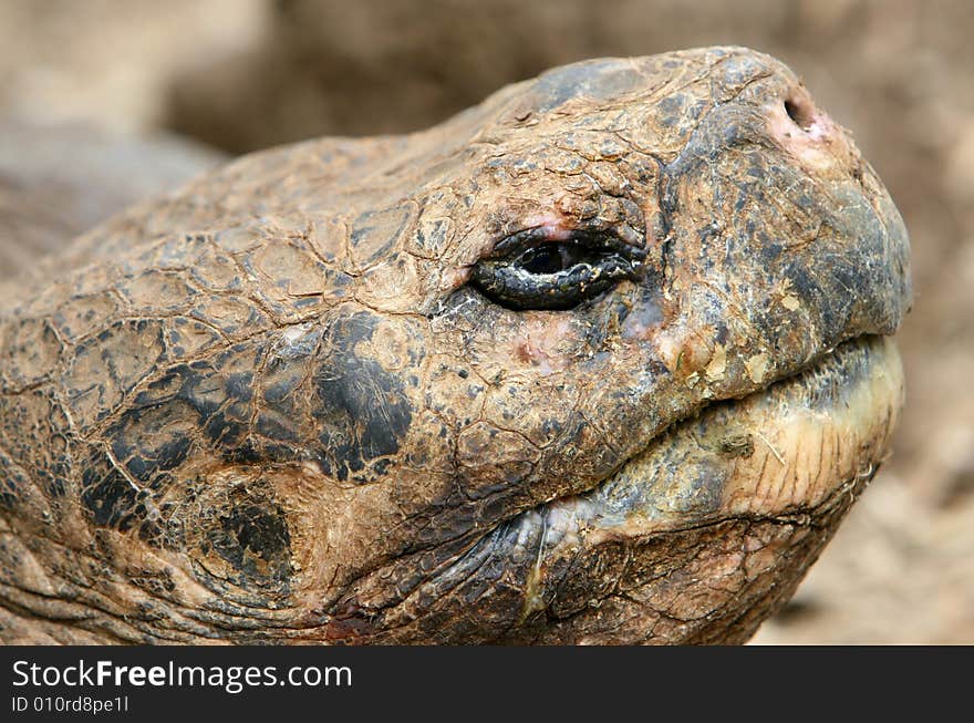 Close up Giant Galapagos Tortoise - Head Shot; on Santa Cruz Island