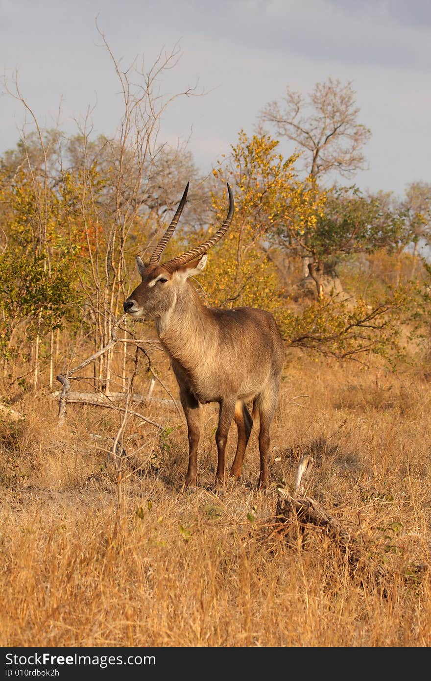 Male Waterbuck