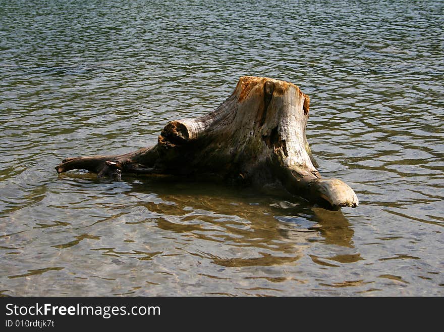 Tree remains on the coast of the lake. Tree remains on the coast of the lake.