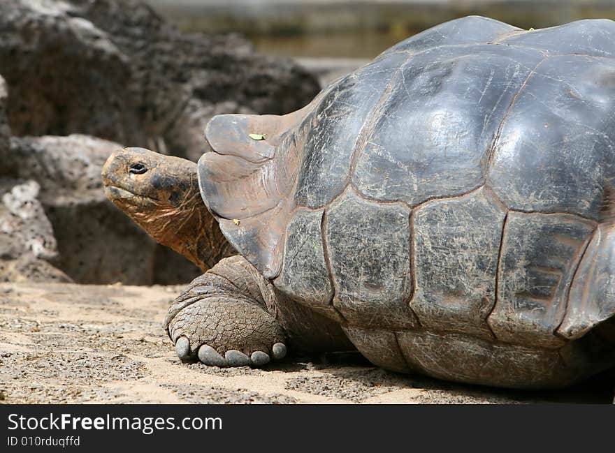 Giant Galapagos Tortoise