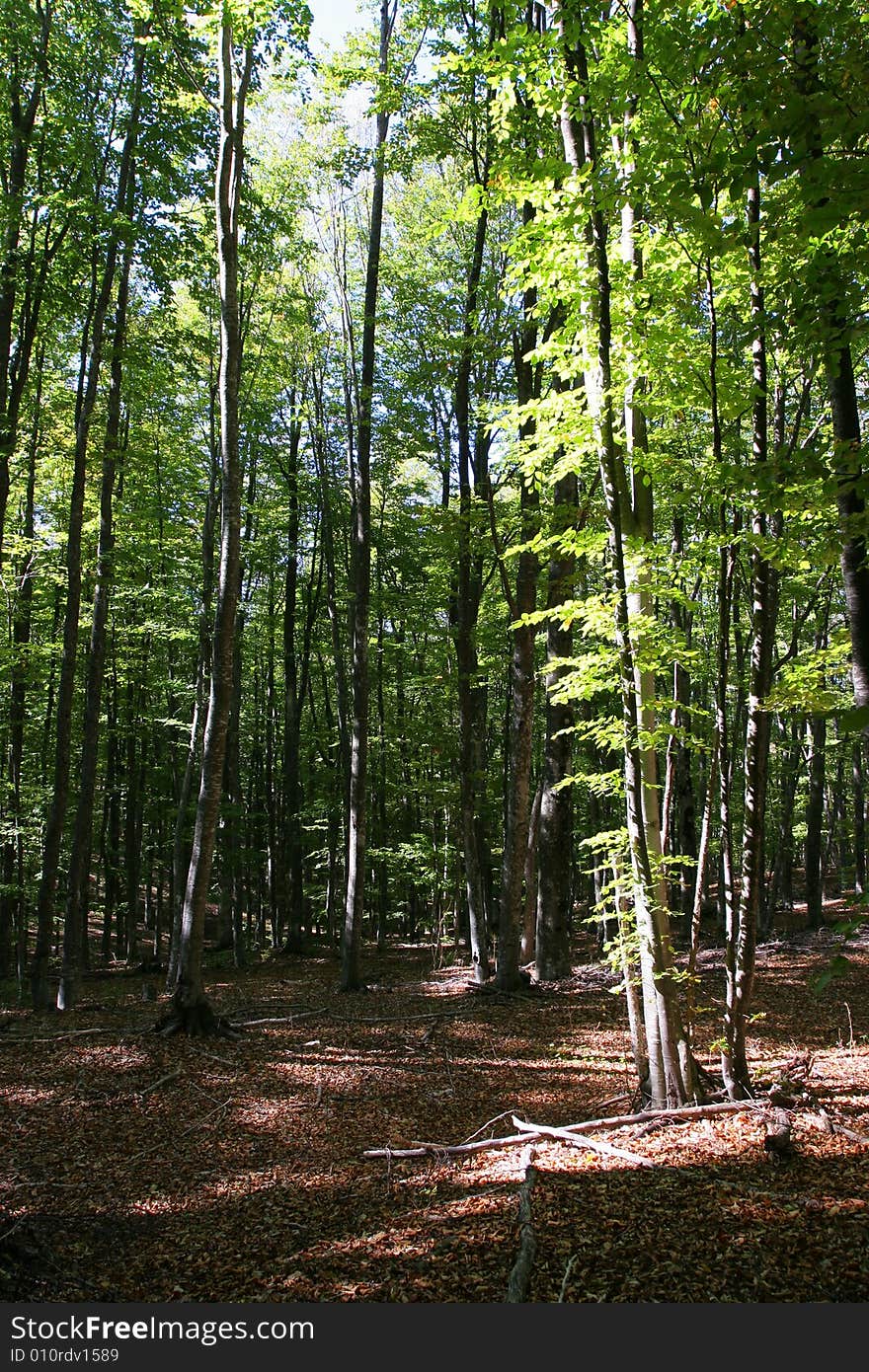 The morning the woodland landscape