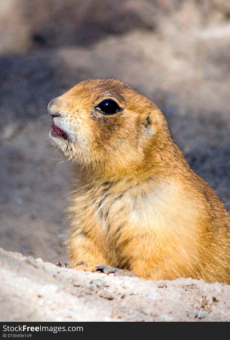 Utah Prairie Dog