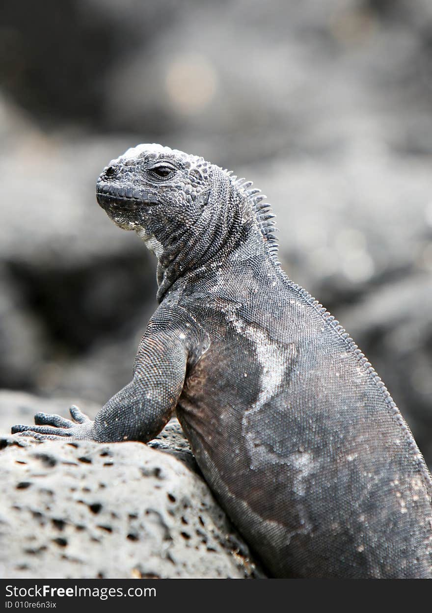 Marine Iguana on black volcanic rocks - Ecuador