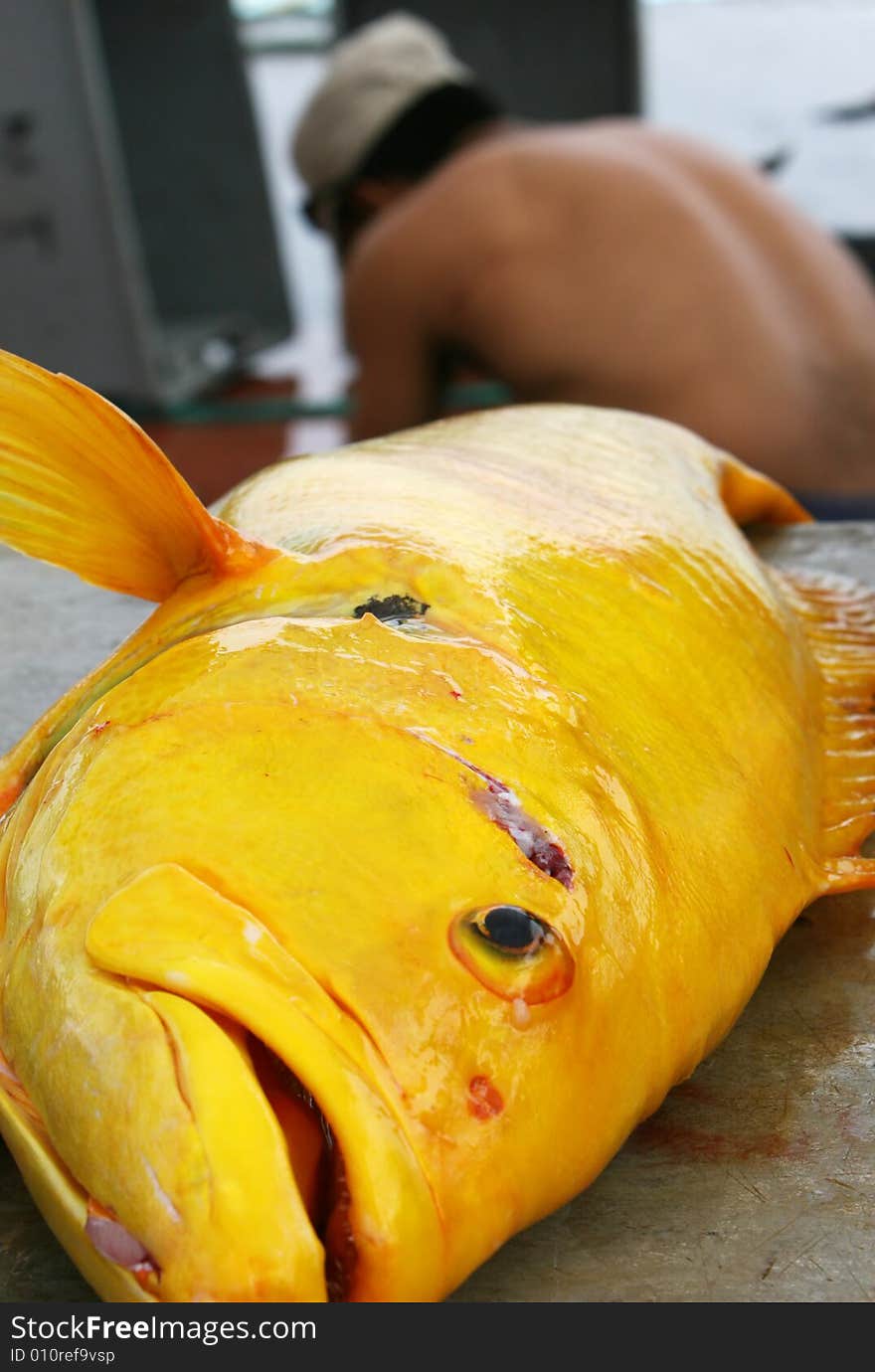 Yellow Fish