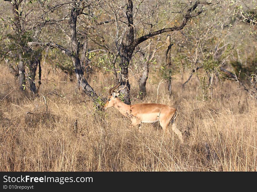 Male Impala