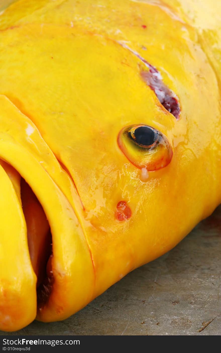 Large yellow fish