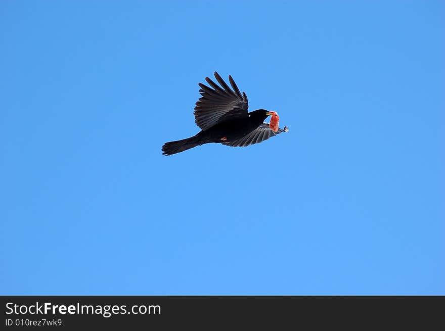 A flight of bird with food. A flight of bird with food.