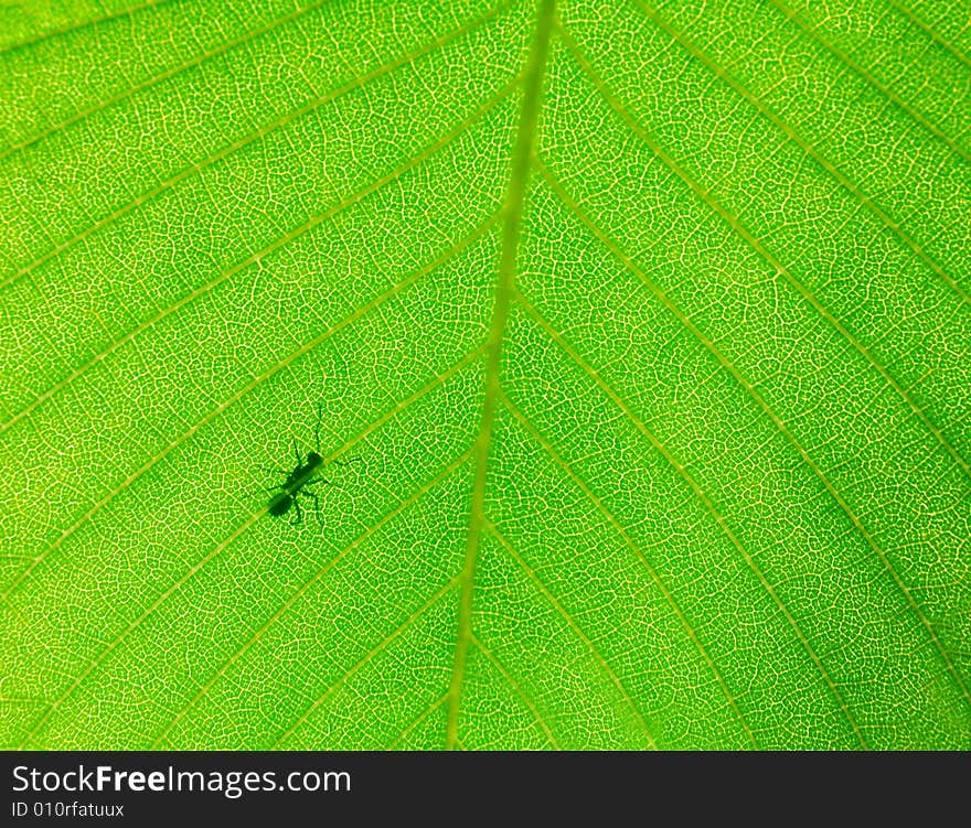 Ant on the beautiful green spring leaf. Ant on the beautiful green spring leaf