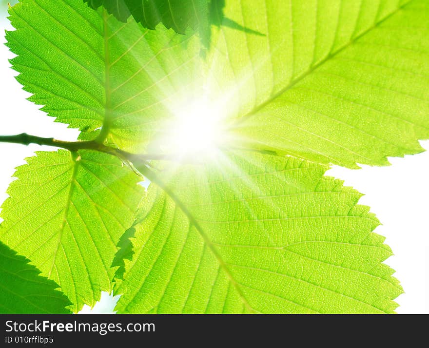 Branch with beautiful green sammer leafs in sunlight. Branch with beautiful green sammer leafs in sunlight