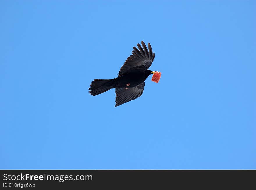 A flight of bird with food.