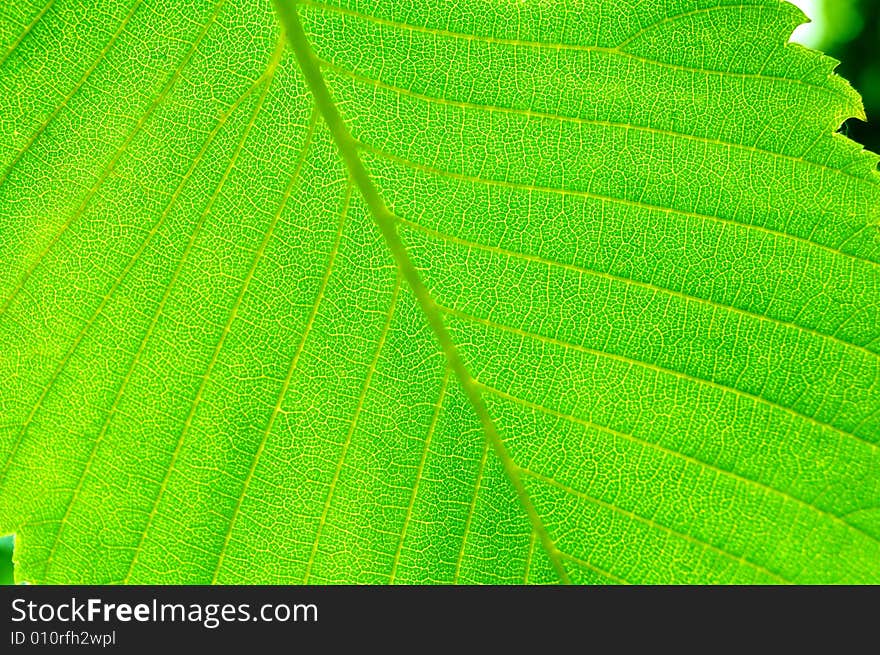 Close-up image of beautiful green sammer leaf. Close-up image of beautiful green sammer leaf