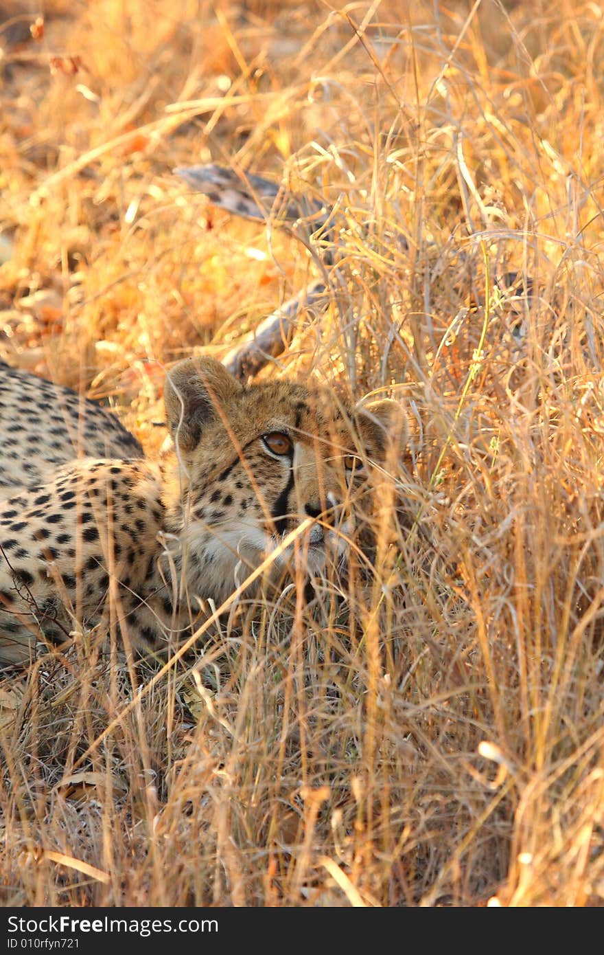 Cheetah