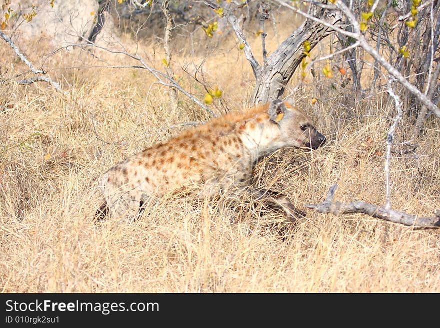 Hyena in Sabi Sands