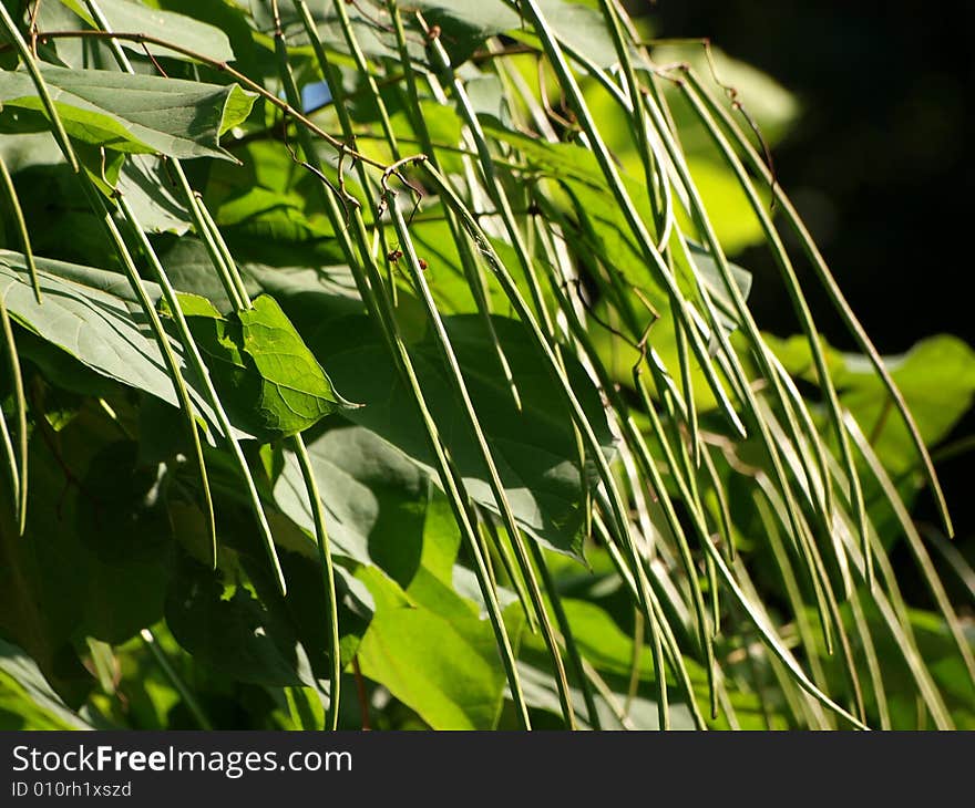 Twigs of plants