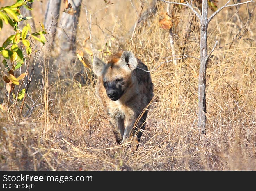 Hyena In Sabi Sands