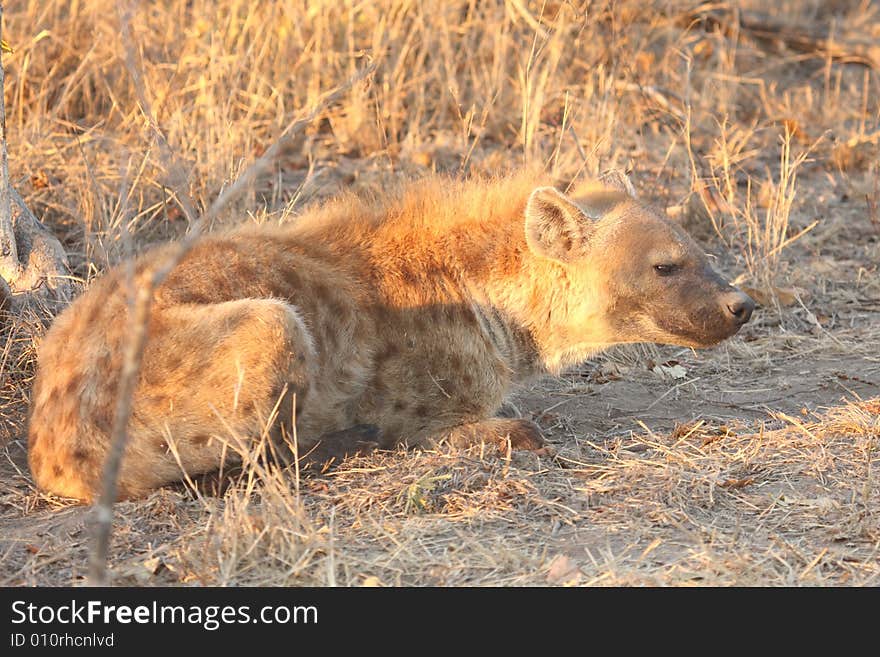 Hyena in Sabi Sands