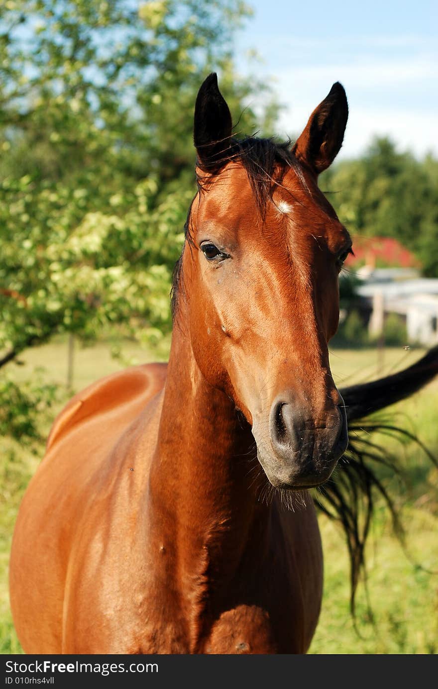 Semi-wild horse im Poland. Semi-wild horse im Poland