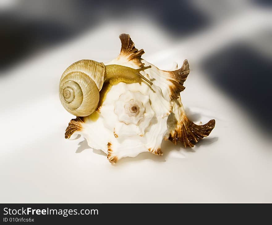 A snail creeps on the cockleshell of marine shellfish. A snail creeps on the cockleshell of marine shellfish